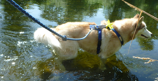 Mit Hund unter Läufern, Teil 3: Für einen Napf voll Wasser