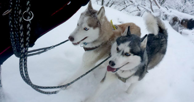 Dreisessel Winter-Tour: Snow-Dogtrailing (17 km mit 650 hm).